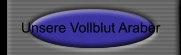 Unsere Vollblut Araber
