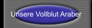 Unsere Vollblut Araber