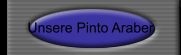Unsere Pinto Araber