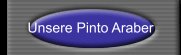 Unsere Pinto Araber